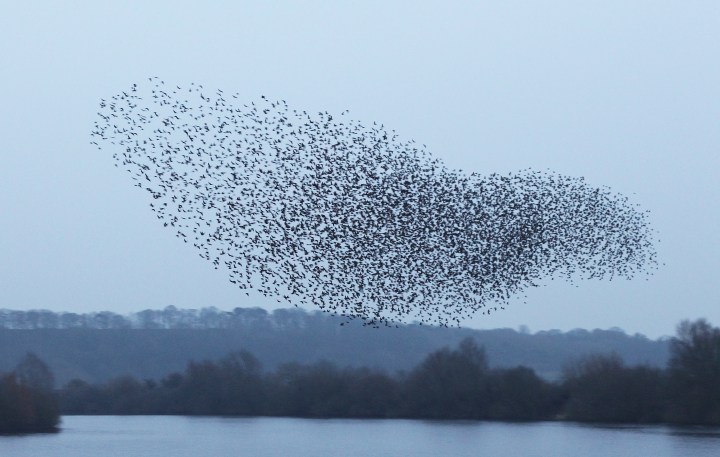 Starlings murm1