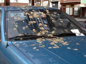 Bird poo