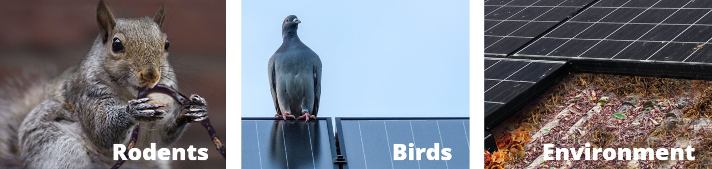 Birds_Rodents_Solar_Panel Rodents: squirrel chewing a wire; Birds: pigeon on solar panels; Environment: debris under solar panels.